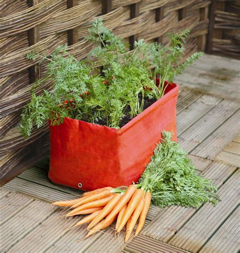 how to grow carrots bags.